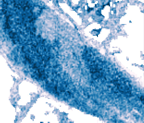 Sample BottomBee coastal water-quality classification map